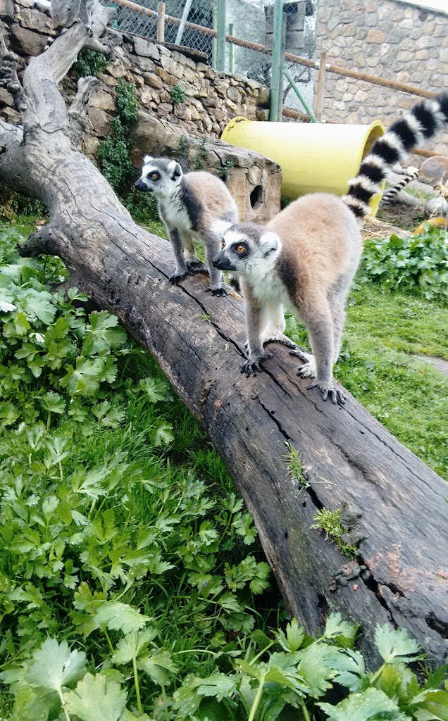 Zoo Safari Fauna Aventura - Foto 8