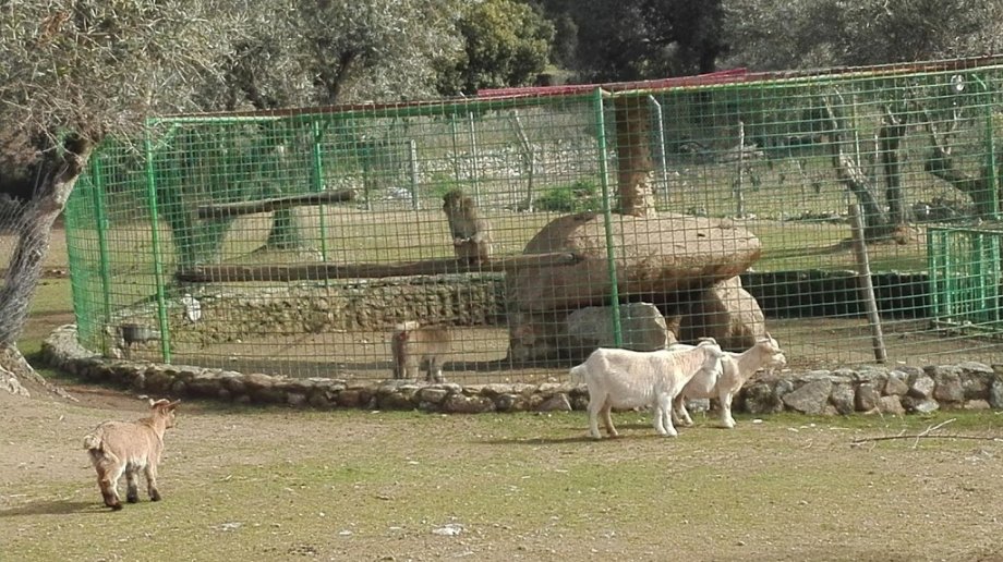 Zoo Safari Fauna Aventura - Foto 13