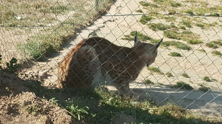 Zoo Safari Fauna Aventura - Foto 18