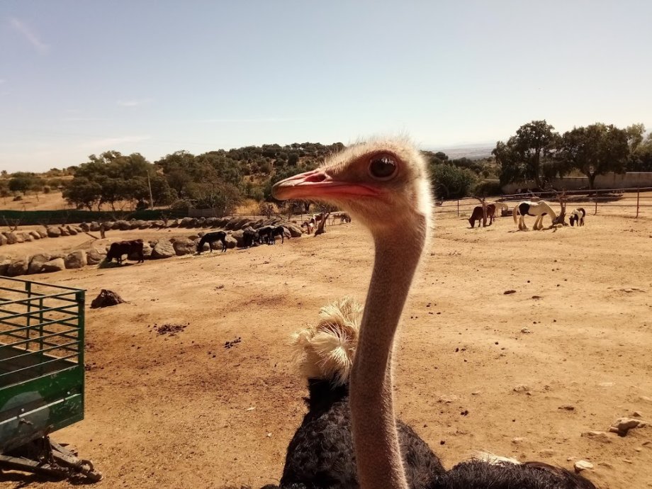 Zoo Safari Fauna Aventura - Foto 19