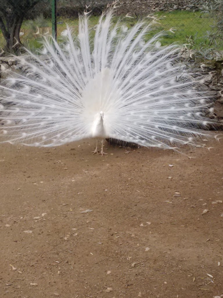 Zoo Safari Fauna Aventura - Foto 1