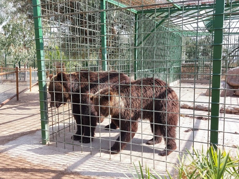 Zoo Safari Fauna Aventura - Foto 24