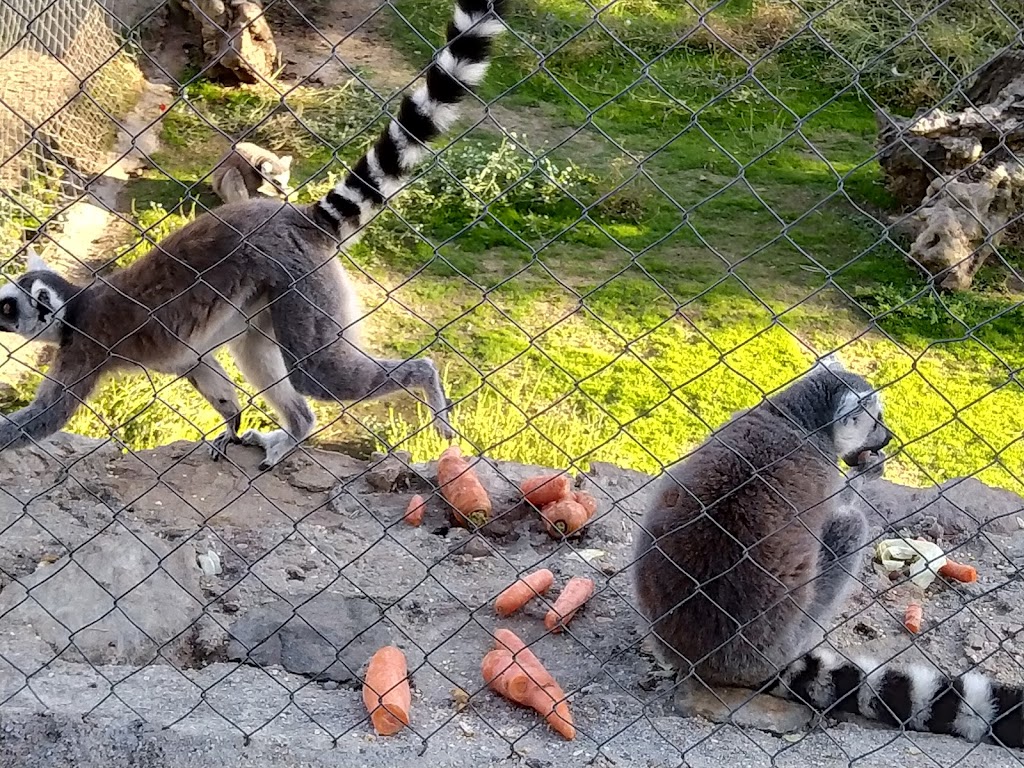 Zoo Safari Fauna Aventura - Foto 1