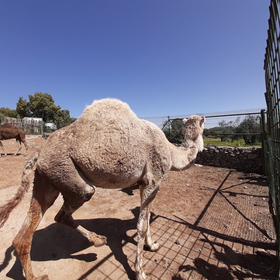 Zoo Safari Fauna Aventura - Foto 27