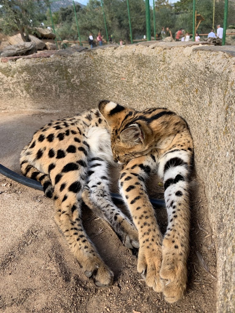 Zoo Safari Fauna Aventura - Foto 29