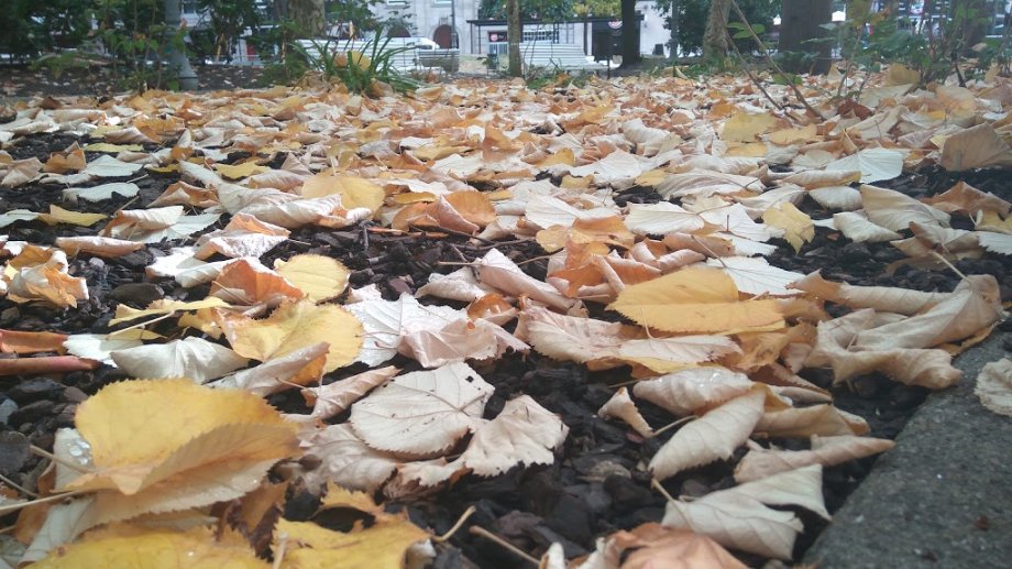 Parque de San Lázaro - Foto 7