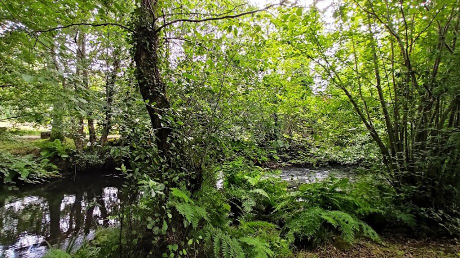 Mesón A Granxa - Foto 16