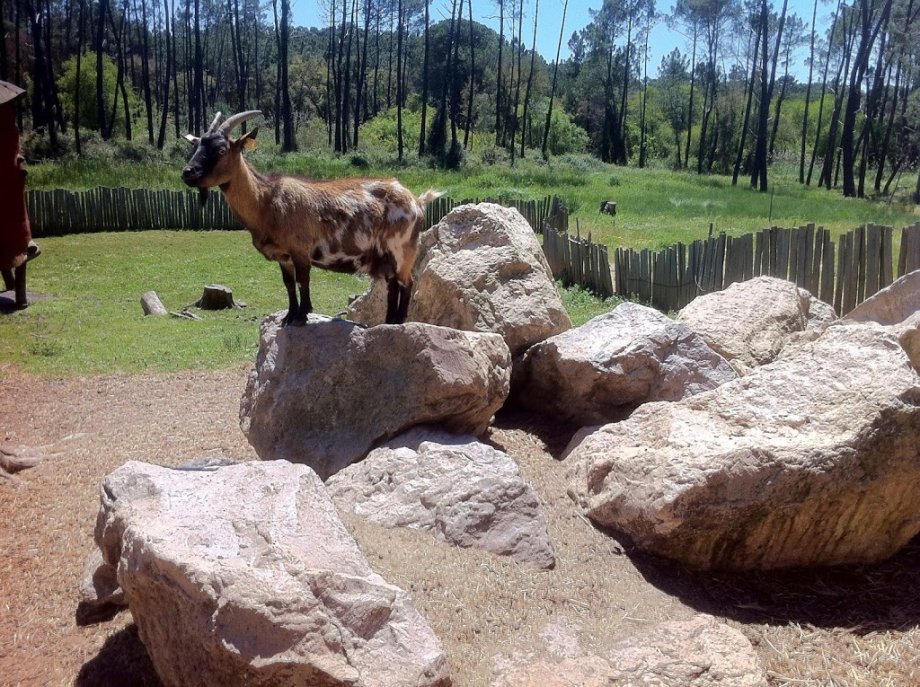Badoca Safari Park - Foto 6