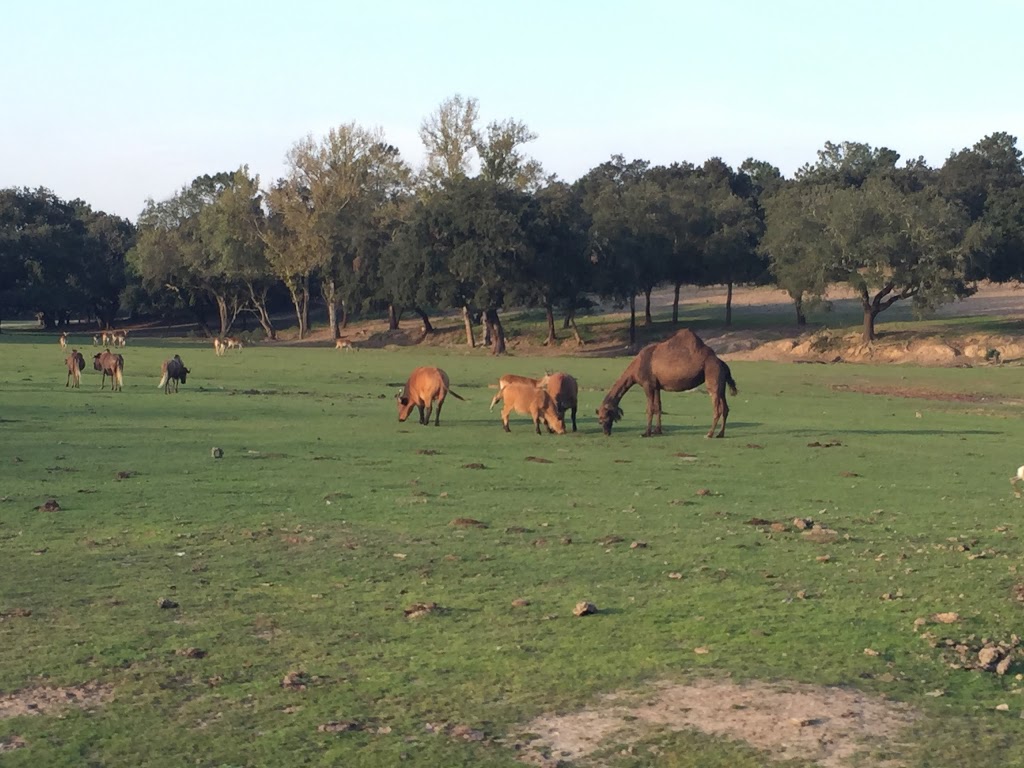 Badoca Safari Park - Foto 1