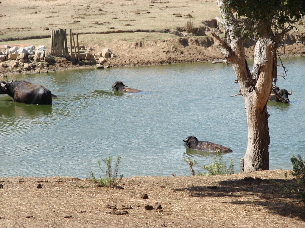 Badoca Safari Park - Foto 1