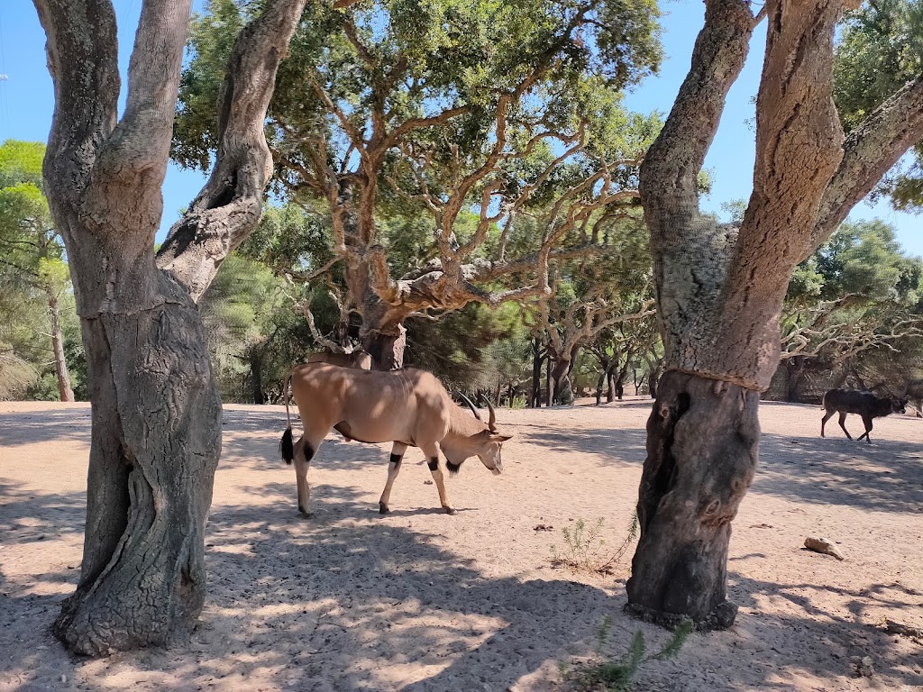 Badoca Safari Park - Foto 1