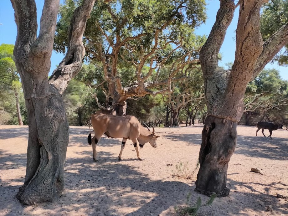 Badoca Safari Park - Foto 11