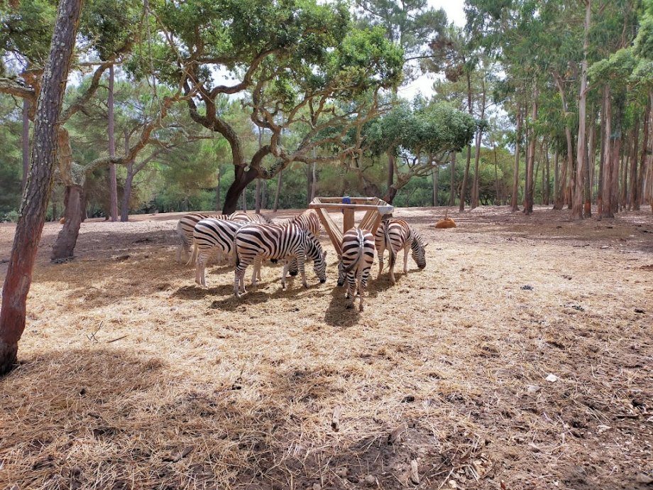 Badoca Safari Park - Foto 12