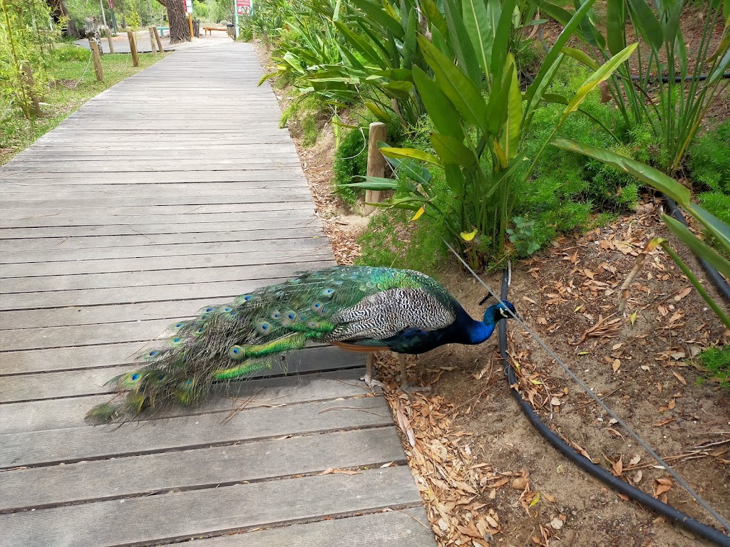 Badoca Safari Park - Foto 1