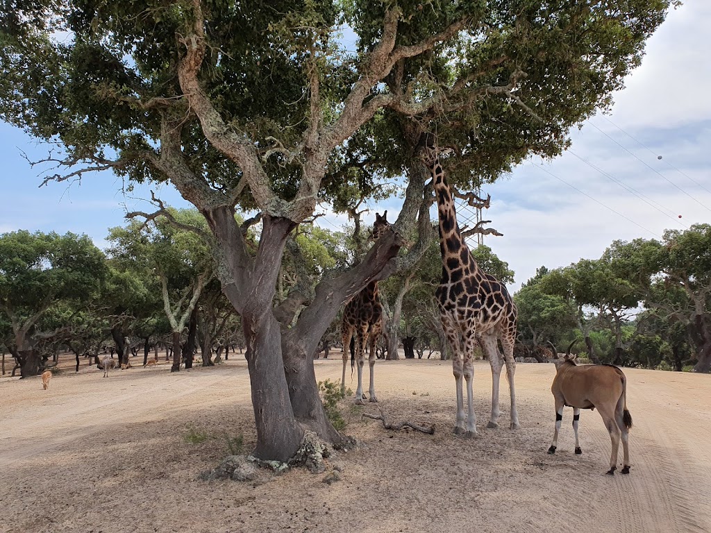 Badoca Safari Park - Foto 1