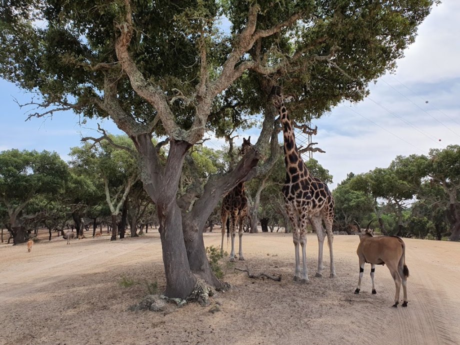 Badoca Safari Park - Foto 16