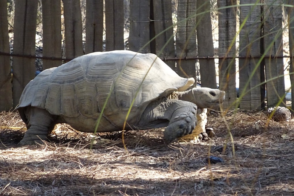 Badoca Safari Park - Foto 1