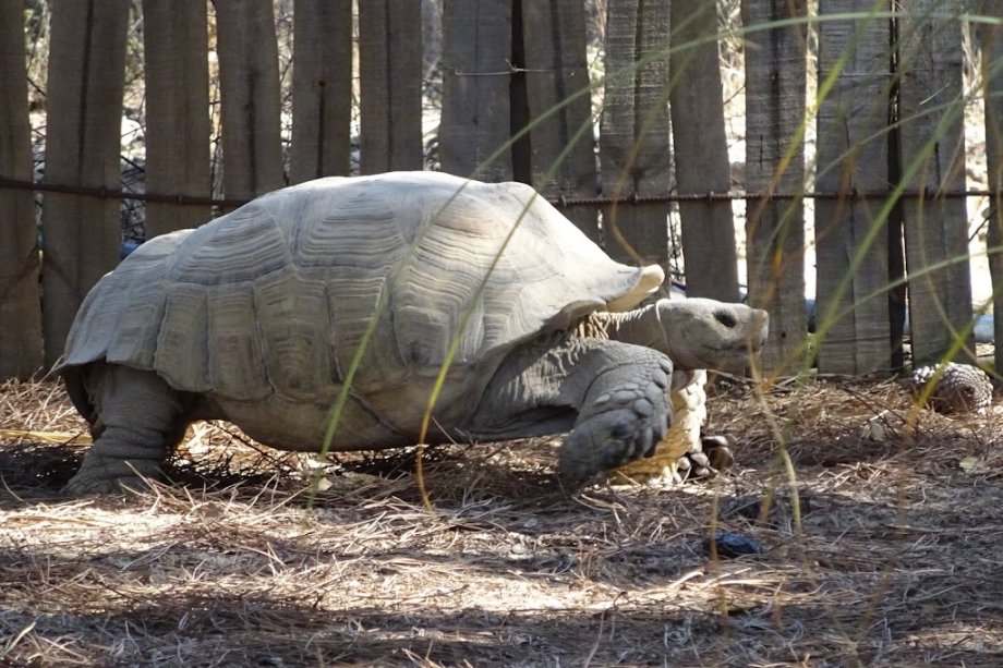 Badoca Safari Park - Foto 18