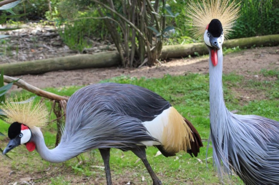 Badoca Safari Park - Foto 20