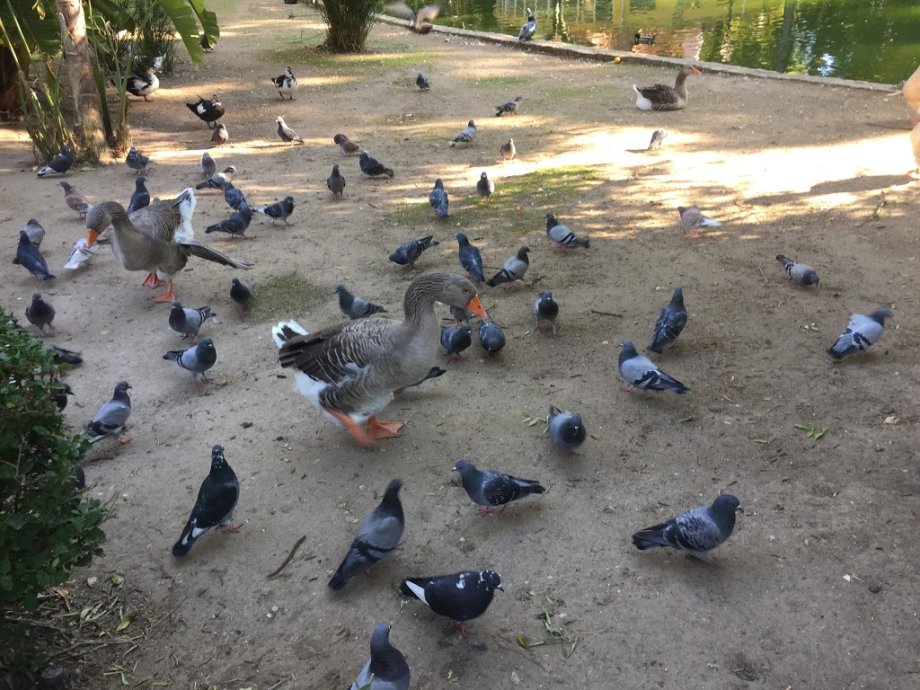 Jardim da Estrela - Foto 6