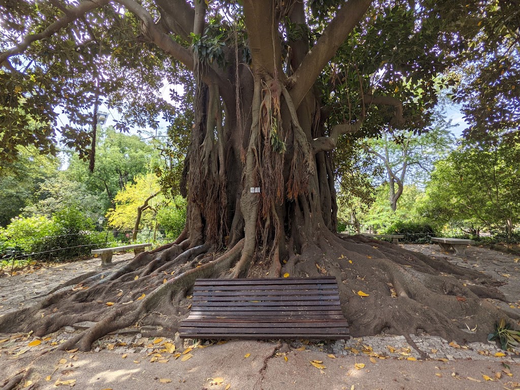 Jardim da Estrela - Foto 1