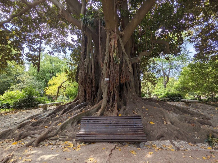 Jardim da Estrela - Foto 8