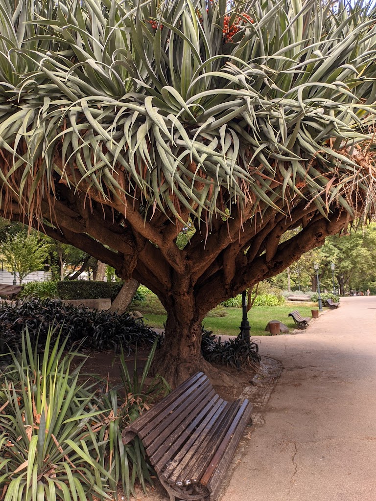 Jardim da Estrela - Foto 12