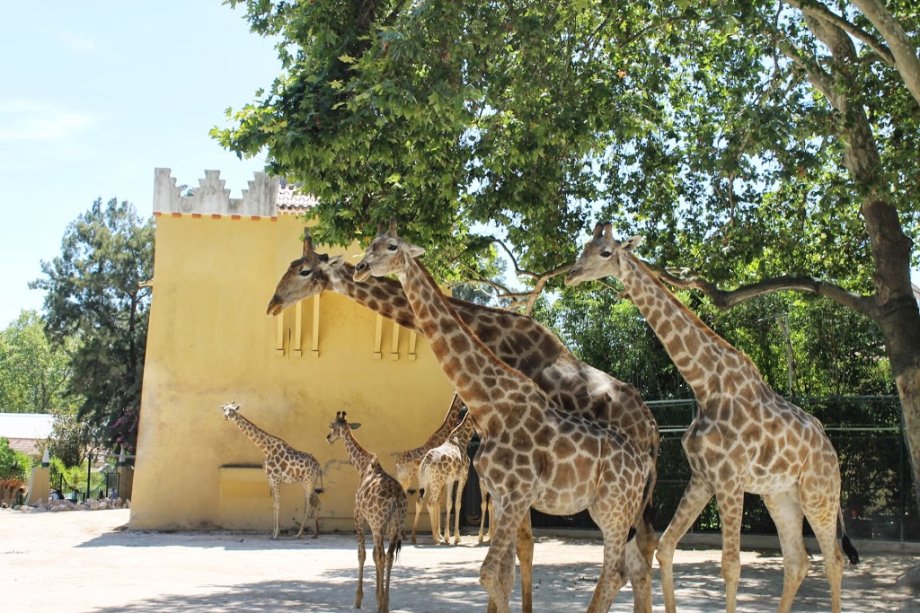 Zoológico de Lisboa - Foto 2