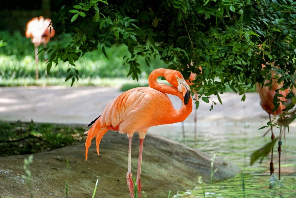 Zoológico de Lisboa 1