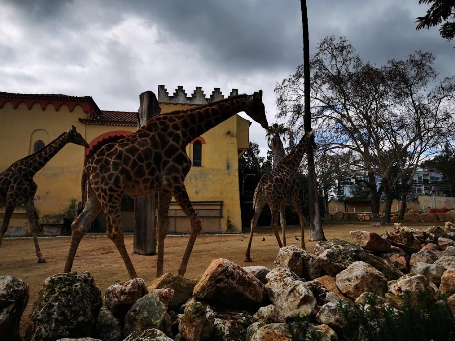 Zoológico de Lisboa - Foto 14