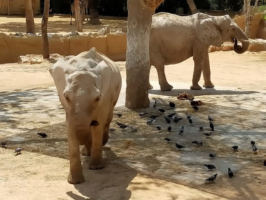 Zoológico de Lisboa - Foto 16