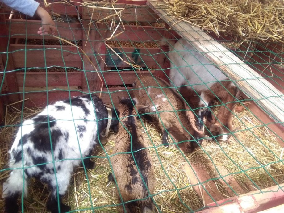 Playground of the Aromas Garden - Foto 2