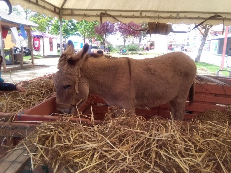 Playground of the Aromas Garden - Foto 5