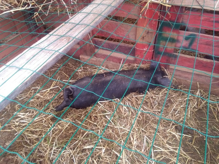 Playground of the Aromas Garden - Foto 7