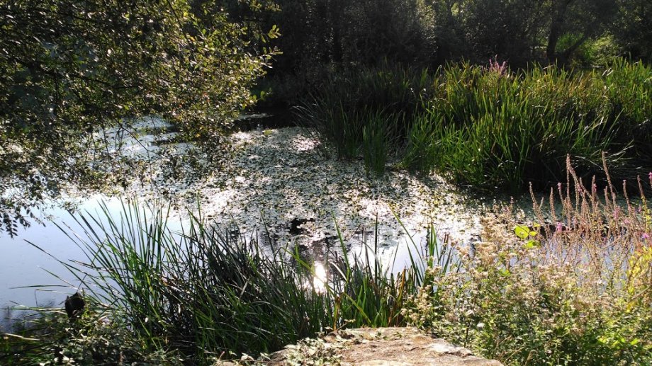 Parque das Saamasas - Foto 5