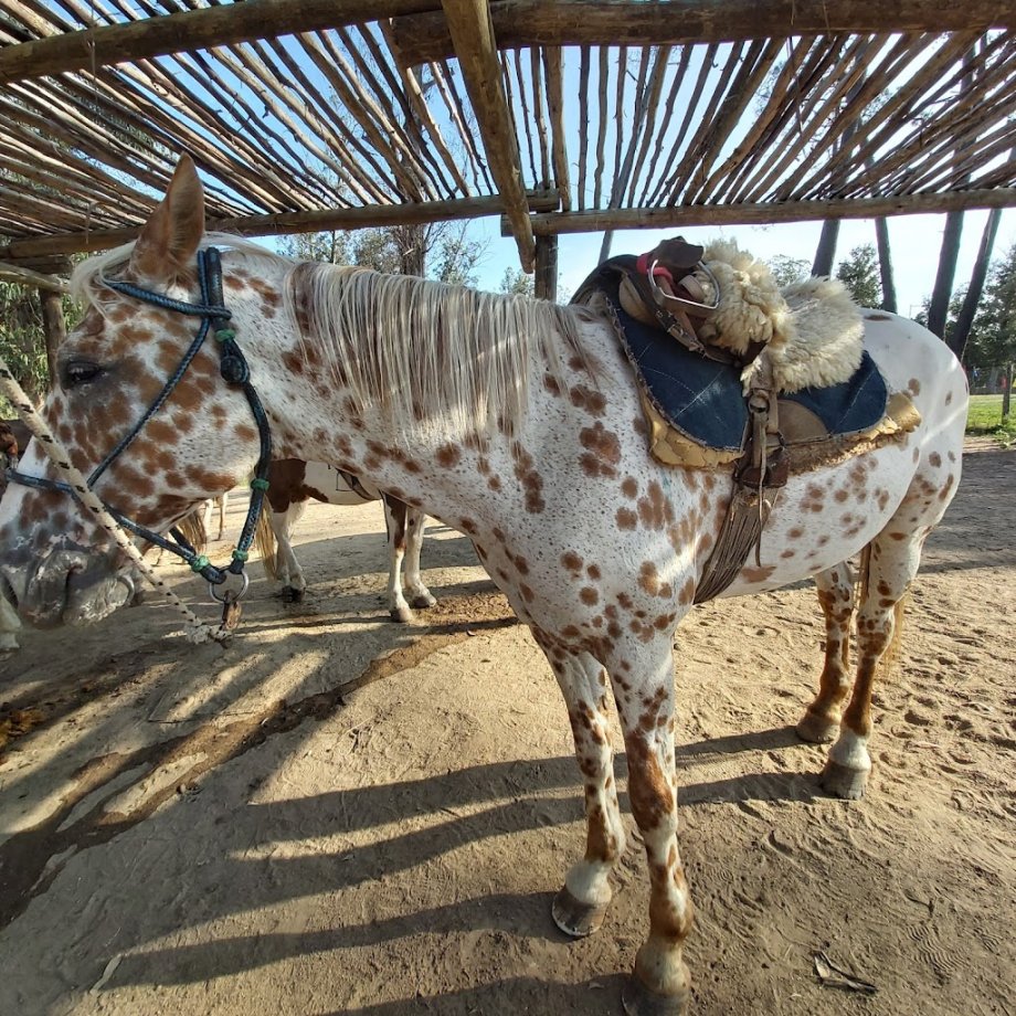 Parque Infantil El Jagüel - Foto 15