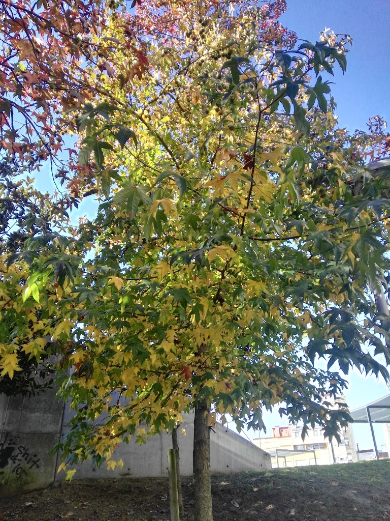 Parque da Rúa Pizarro - Foto 12