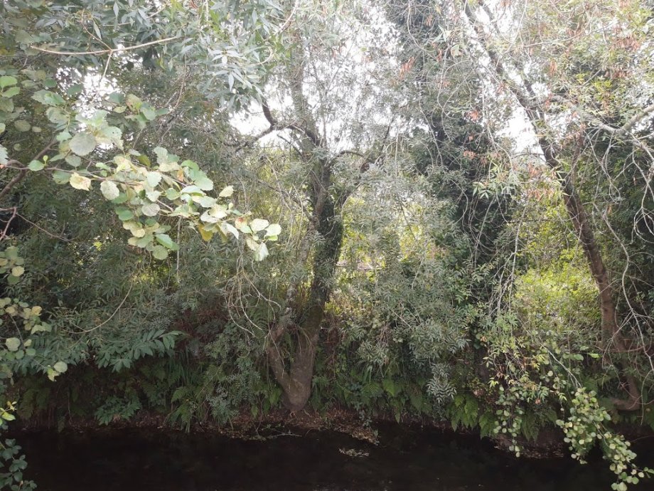 Parque das ánimas - Foto 5