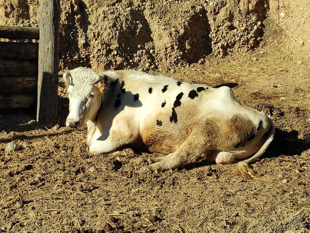 Granja d'Aventura Park 12