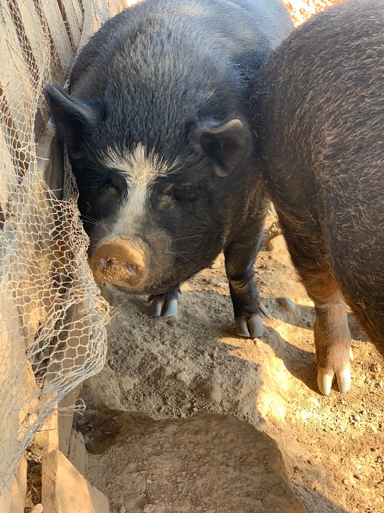 Granja d'Aventura Park - Foto 1