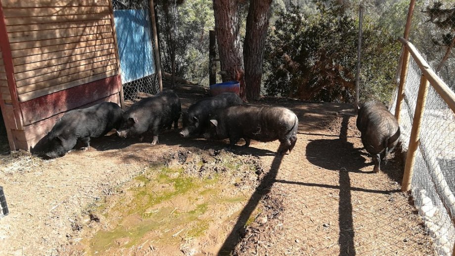 Granja d'Aventura Park - Foto 10