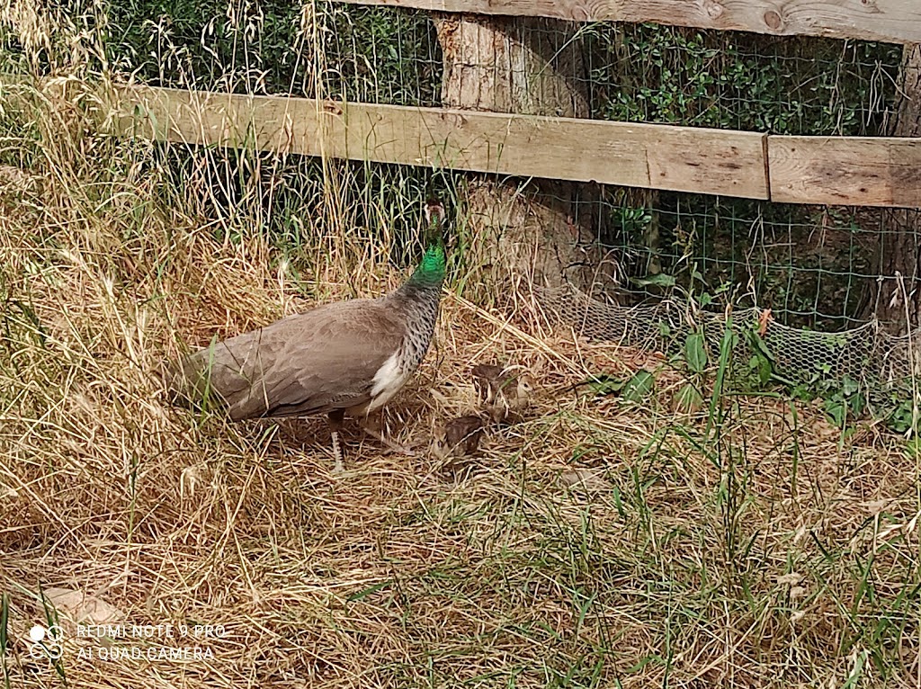 Granja d'Aventura Park - Foto 1