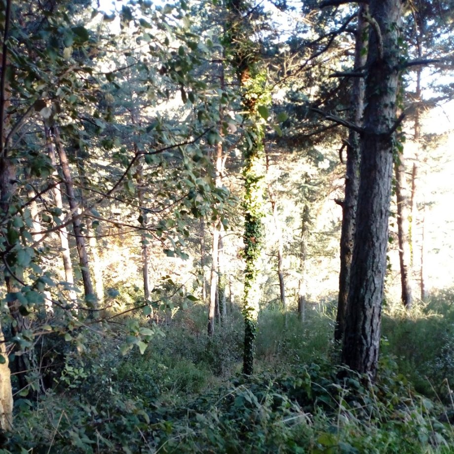 Parc Sant Hilari Aventura - SERHS - Foto 7