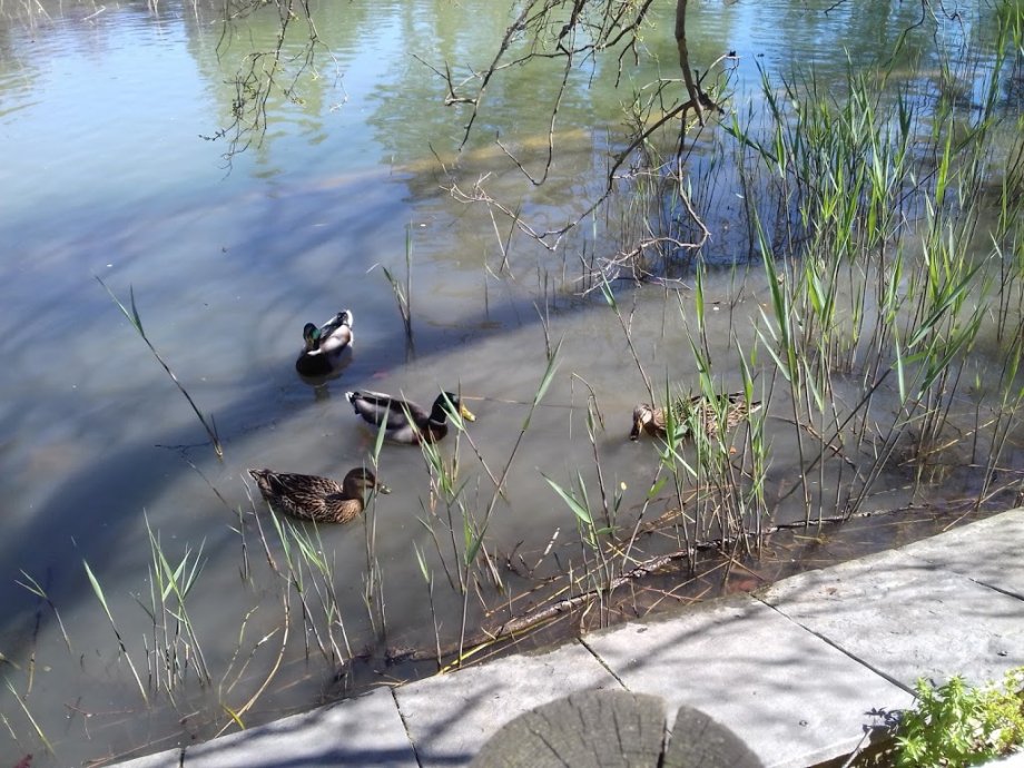 Jalpí Aventura - Foto 4