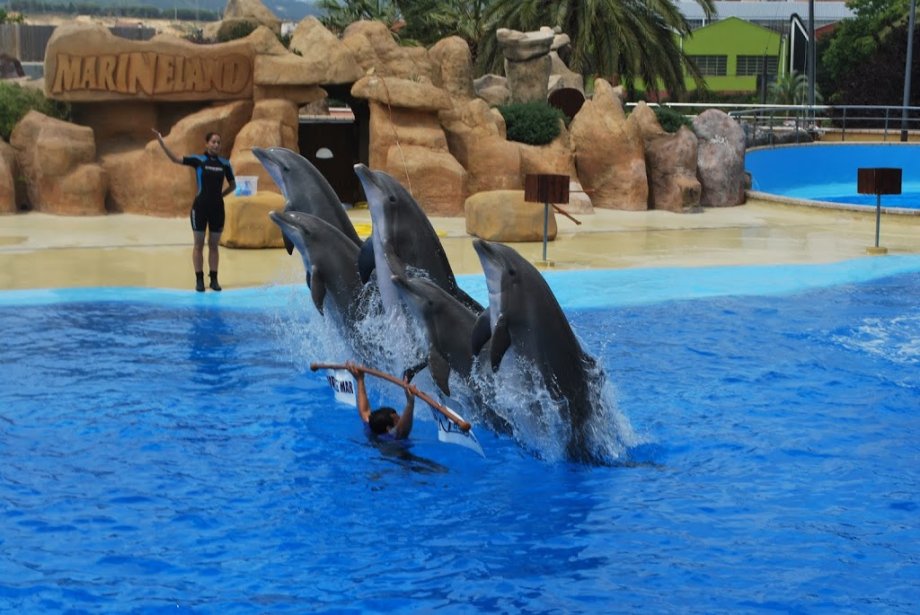 Marineland Cataluña - Foto 6