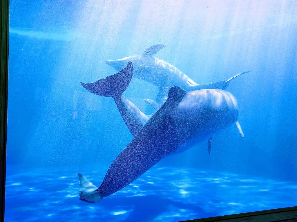 Marineland Cataluña 15