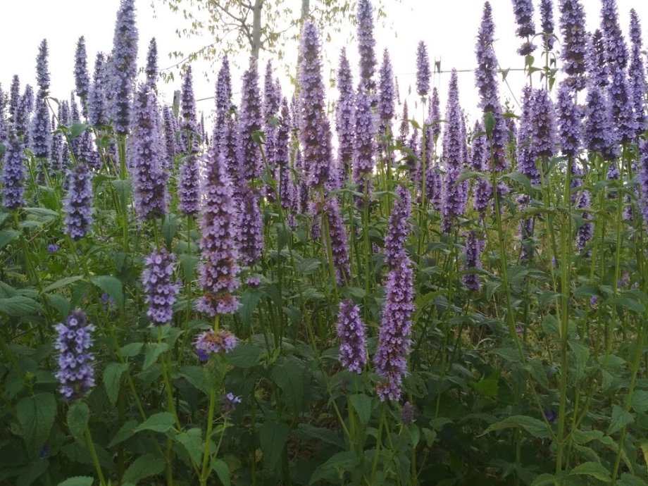 Gran Clariana - Foto 8