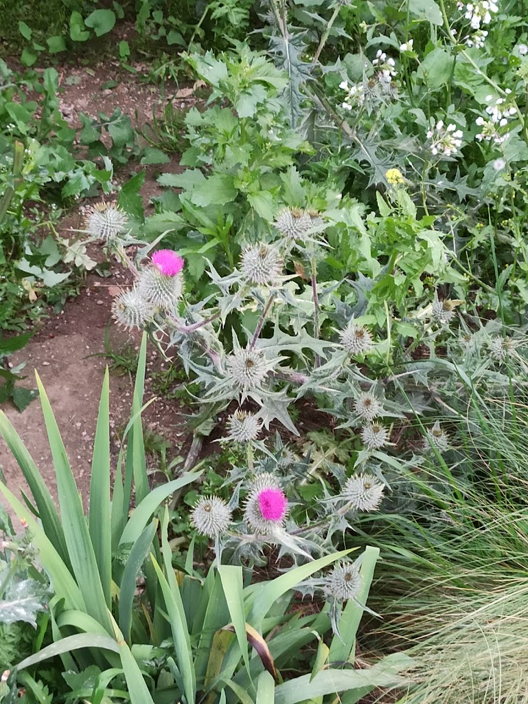 Gran Clariana - Foto 15