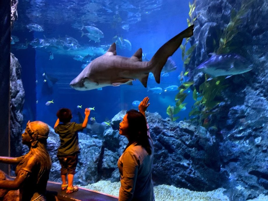 Sea Life Bangkok Ocean World - Foto 2