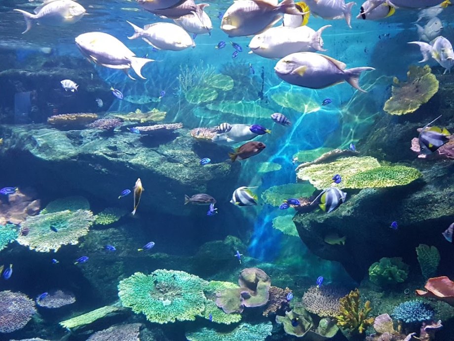 Sea Life Bangkok Ocean World - Foto 3